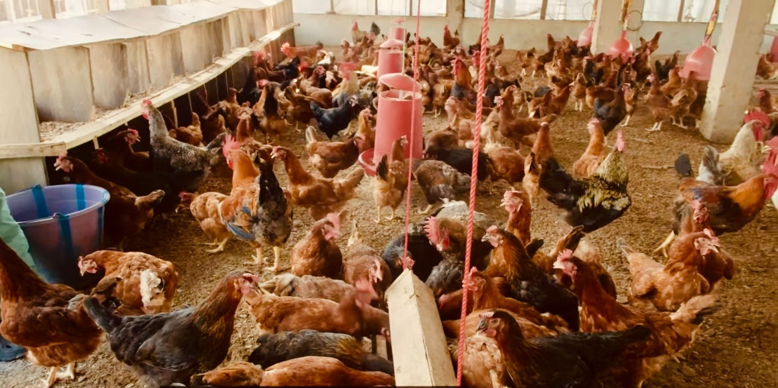 New hatchery in Freetown boosts local chicks production