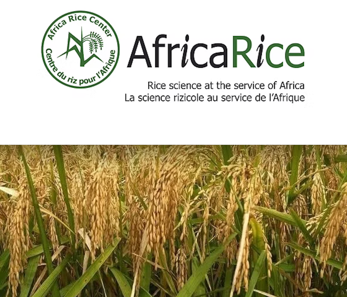 Sierra Leone to benefit from $9.44m ADF AfricaRice grant